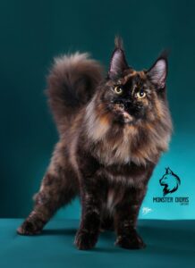 Maine coon of Monster Dioris Cattery