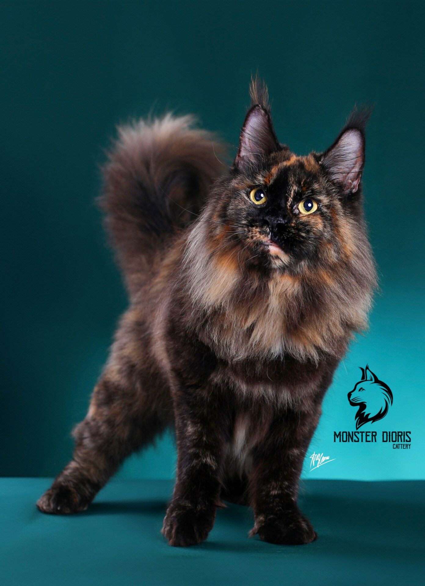 Maine coon female f - Monster dioris