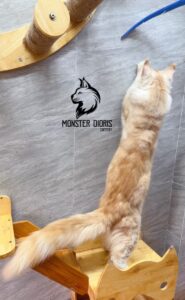 Maine coon of Monster Dioris Cattery