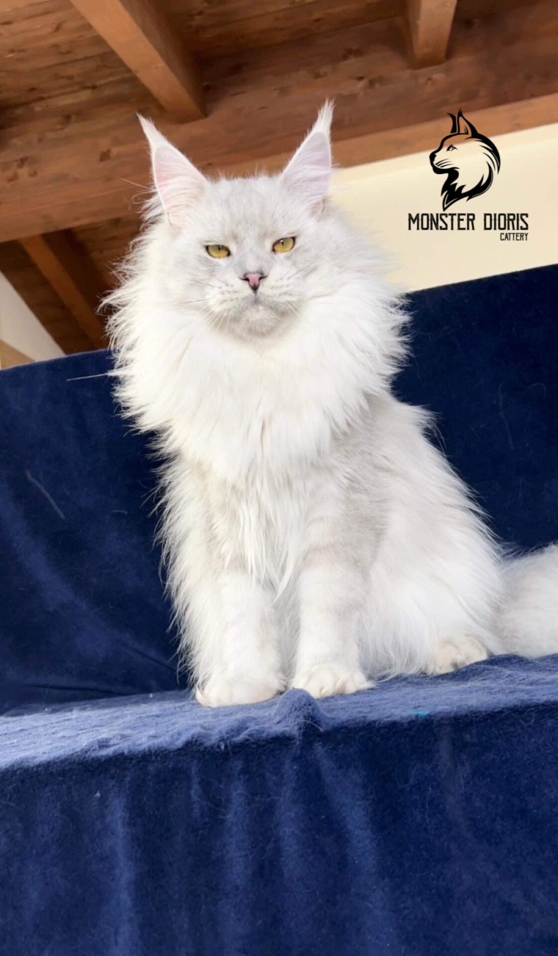 Maine coon male ns11 - Monster dioris